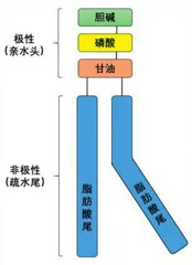 油水冤家，相逢一笑——迷人的“双亲分子”2