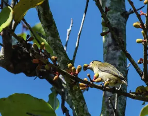 桑寄生 寓木深承起积疴2