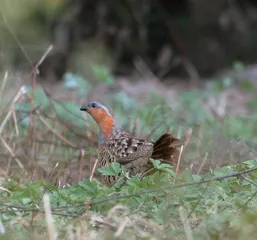 也许我们需要少许“荒芜”6