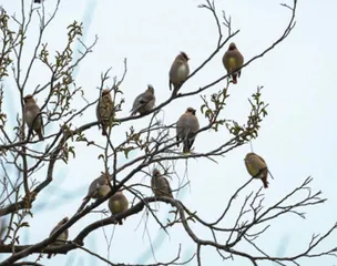 也许我们需要少许“荒芜”10