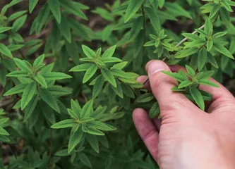 内生菌：植物体内的“好居民”0