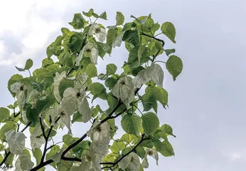 珙桐——植物界“大熊猫”