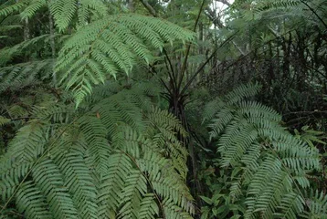 植物界“活化石”——桫椤