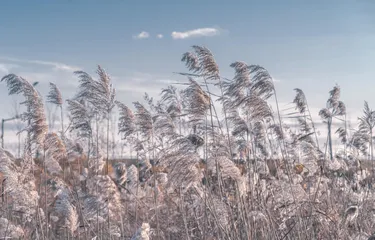 寻找芦苇