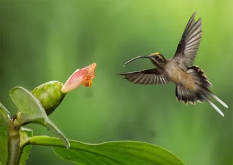 千奇百怪的蜂鸟喙1