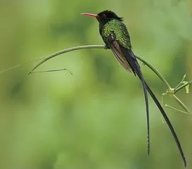 千奇百怪的蜂鸟喙2