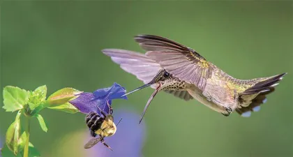 太阳的使者——蜂鸟5