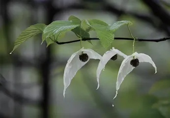 珙桐——植物界“大熊猫”8