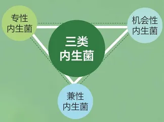 内生菌：植物体内的“好居民”2