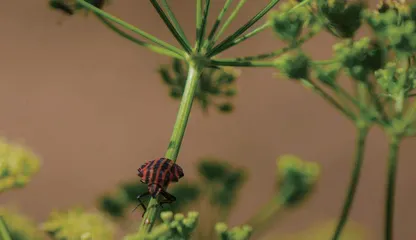 内生菌：植物体内的“好居民”3