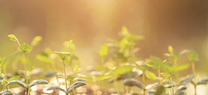 内生菌：植物体内的“好居民”6