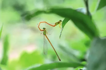 自由在高处