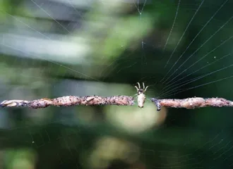 你杀不死我4