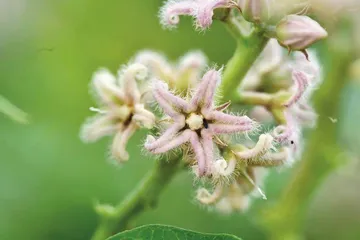 萝藦：日照芄兰枝