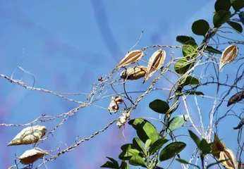 萝藦：日照芄兰枝2