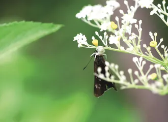 “小螃蟹”