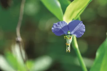 鸭跖草：青螺一点枝头颤0