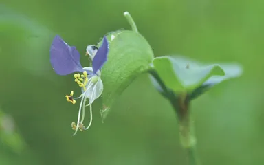 鸭跖草：青螺一点枝头颤3