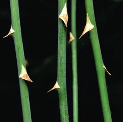 小刺儿里藏着大智慧0