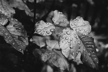 雨落人间（外四篇）0