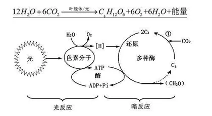 文本生成的初始“逻辑”