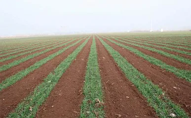 河南临颍：科学套种富民强村