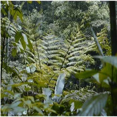 赤水桫椤自然保护区：自然之地，教育科普主平台1