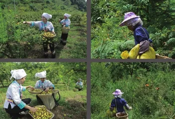 小小山中果 智能化领先2