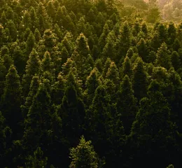 黎平县国有东风林场：经济生态双赢 科研科普并进