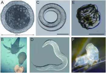 生物学上真有三体人吗？