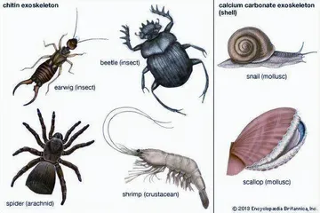 生物学上真有三体人吗？3