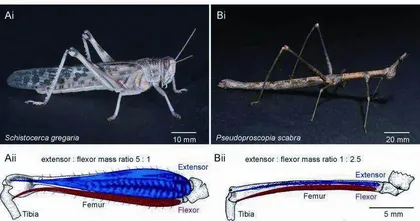 生物学上真有三体人吗？5