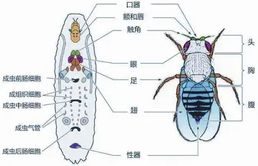 生物学上真有三体人吗？8