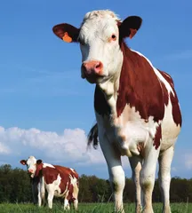 贵州黄牛 生态好肉