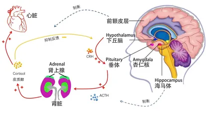 大脑有应激“刹车”系统科学保养必不可少0