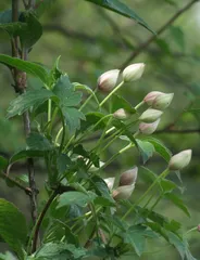 《神农本草经》记载的赤箭今如何