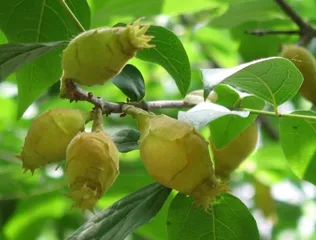 “植物活化石”外国人也喜欢