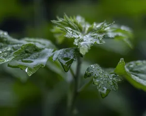 端午节挂门上的植物是“钻石”