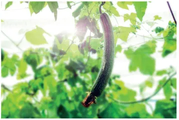  “吃主儿”眼里的瓜瓜豆豆