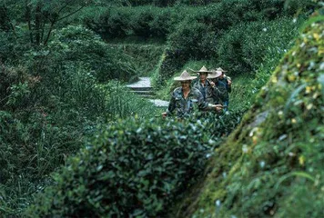 肉桂，岩茶中的香气瑰宝0