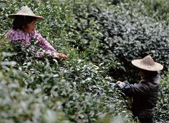 金骏眉，红茶中的贵族