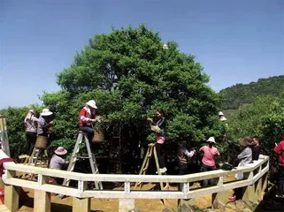 有一种香叫凤凰单丛“鸭屎香”0