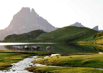 法兰西的高山流水2