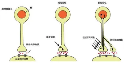 海兔研究与记忆药物：记忆并不可信1