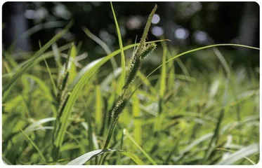 一株小草的自述