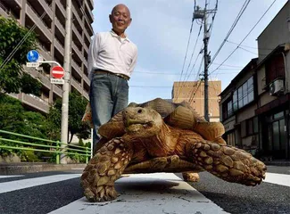 “流浪宠物”在国外的不同待遇4