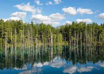 与原生北海道的美丽约会2