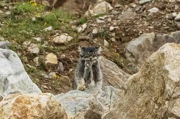 一场青海追兽之旅1