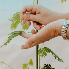 含羞草实验： 植物有记忆3