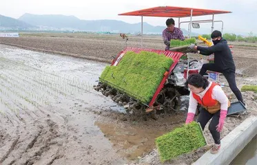 坐飞机去倒卖大米，韩国粮食怎么了？